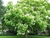 Catalpa - comprar online