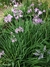 Tulbalgia violacea - comprar online