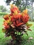 Croton variegatum. en internet