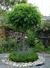 Acacia bola - comprar online