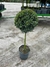 eugenia topiary - comprar online