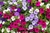 Petunias.