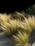Stipa.