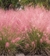 Muhelenbergia. - comprar online