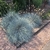 Festuca. - comprar online