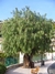 Aguaribay 4lt en internet