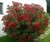 Laurel de flor. ch en internet