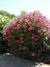 Laurel de flor. ch - comprar online