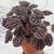 Peperomia caperata. en internet