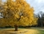 Ginkgo biloba en internet