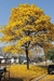 Lapacho amarillo 10lt(180-220cm) - comprar online