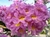 Lapacho Rosado 8lt(180-200cm) - comprar online