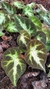 Begonia piel de sapo. - comprar online