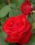 Rosa en internet