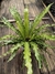 Asplenium osaka.