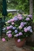 Hortensia