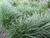 Pasto ingles - comprar online