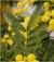 Acacia dealbata - comprar online