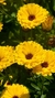 Calendula