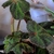 Begonia piel de sapo.