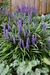 Liriope.