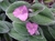 Tradescantia lanosa.