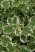 Plectranthus (planta insensio ). - comprar online