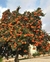 Mandarina.