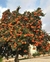Mandarina gr