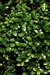 Buxus gr