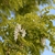 Acacia frisia en internet