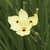 Dietes. - comprar online