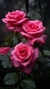 Rosa - comprar online