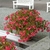 Begonia dragon. - comprar online