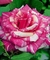 Rosa - comprar online