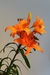 Hemerocallis en internet