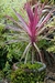 Dracena Rojas / Verdes. en internet