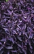 Tradescantia. en internet