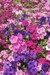 Petunias. - comprar online