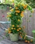 Thunbergia.