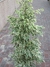 Ficus disciplinado. - comprar online