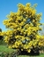 Acacia dealbata en internet