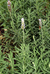 Lavanda.
