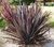 Fhormio rubre 4lt
