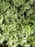 Helecho de arroz. - comprar online