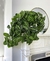 Maranta. - comprar online