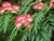 acacia constantinopla - comprar online