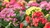 kalanchoe