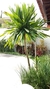 Dracena Rojas / Verdes. - comprar online