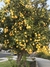 Limon